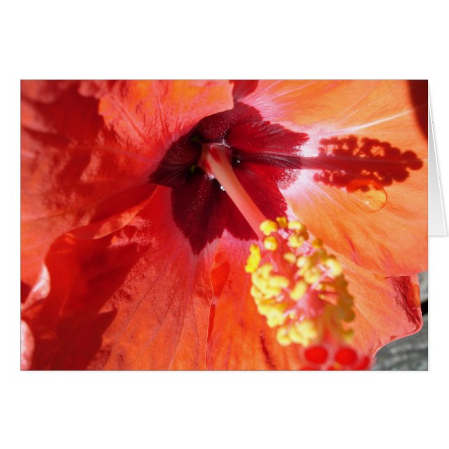 Cartão de Saudação Amarylis (Frente Horizontal)