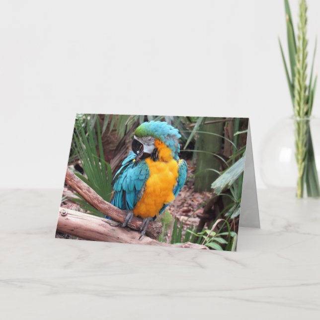 Cartão de Saudação Azul e Dourado Macaw (4436) (Frente)