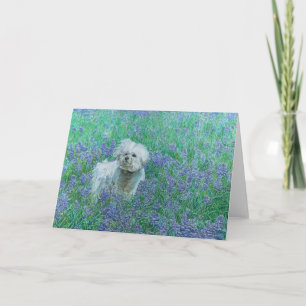 Cartão de Saudação Bichon em Bluebonnets