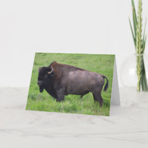 Cartão de Saudação Bison Buffalo
