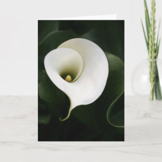 Cartão de Saudação Calla Lily (sem limite)