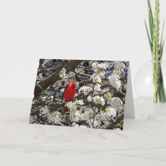 Cartão de Saudação Cardinal (Frente)
