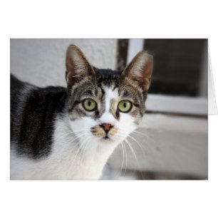 Cartão de Saudação Cat