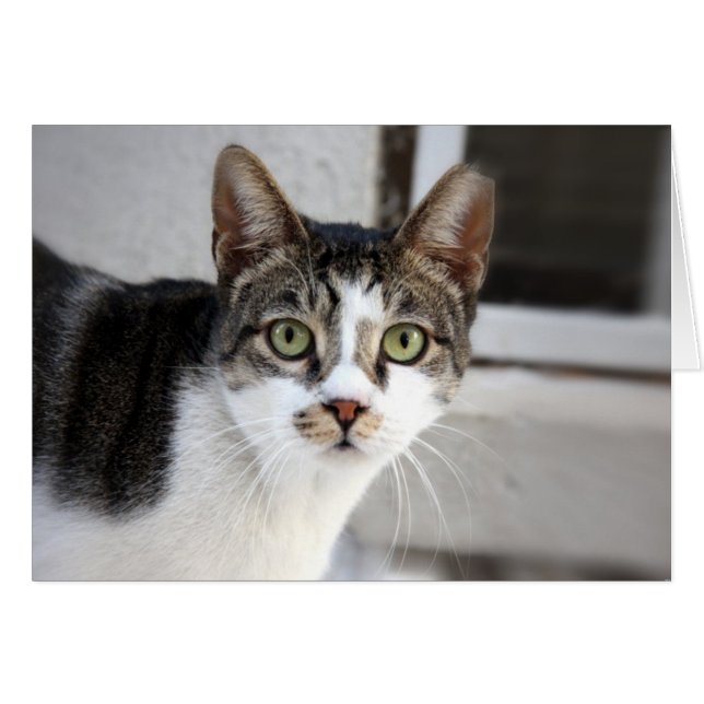 Cartão de Saudação Cat (Frente Horizontal)