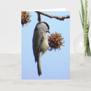 Cartão de Saudação Chickadee
