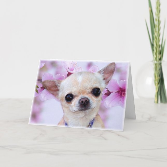 Cartão de saudação Chihuahua (Frente)