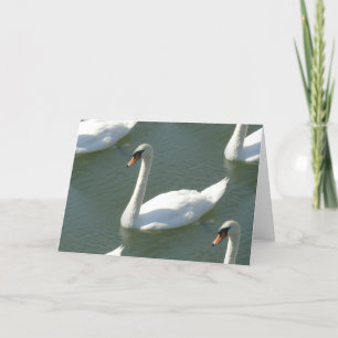 Cartão de saudação - Cisnes a cores