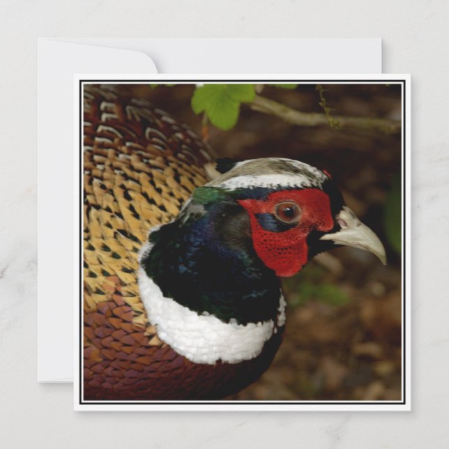 Cartão de saudação com fotografia de uma cabeça de (Frente)