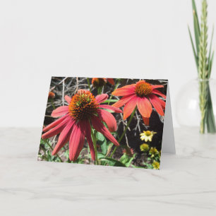 Cartão de Saudação Coneflower