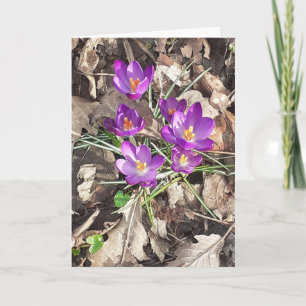Cartão de Saudação Crocus Puro