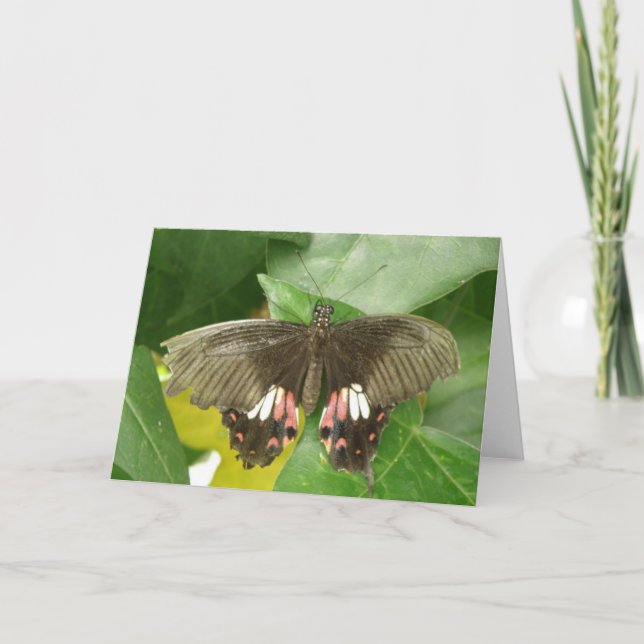 Cartão de Saudação da Borboleta do Swallowtail Sca (Frente)
