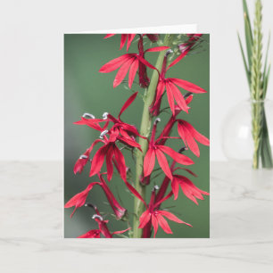 Cartão de Saudação da Flor Cardinal Vermelha
