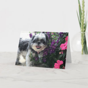 Cartão de Saudação da Menina Shih Tzu