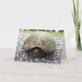 cartão de saudação da tartaruga do canal