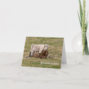 Cartão de saudação da Vaca das Terras Altas