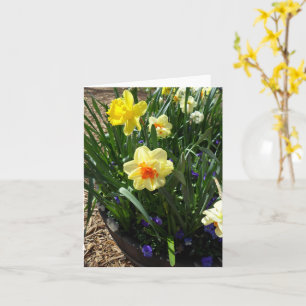 Cartão De Saudação Daffodil Amarelo E Laranja
