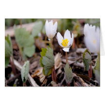 Cartão de Saudação das Flores de Mola