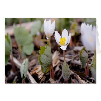 Cartão de Saudação das Flores de Mola