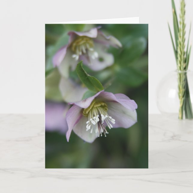 Cartão de Saudação das Flores Roxas (Frente)