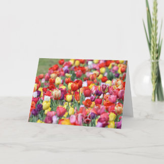Cartão de Saudação das Flores Tulip