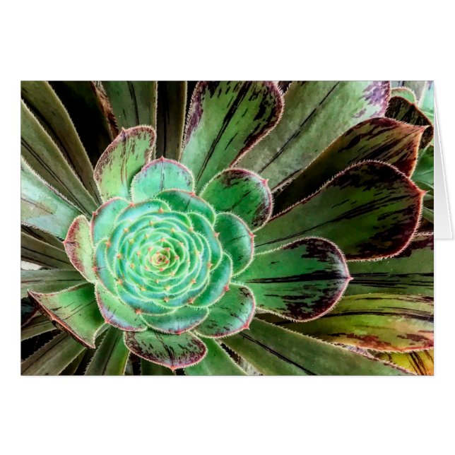 Cartão de saudação de aeonium bem sucedido (Frente horizontal)