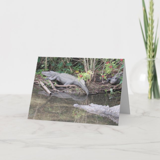 Cartão de Saudação de Alligador Americano (Frente)