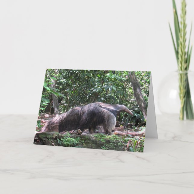 Cartão de Saudação de Anteater (Frente)