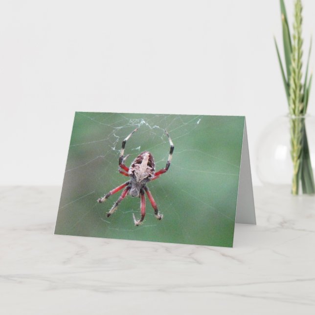 Cartão de saudação de aranha (Frente)