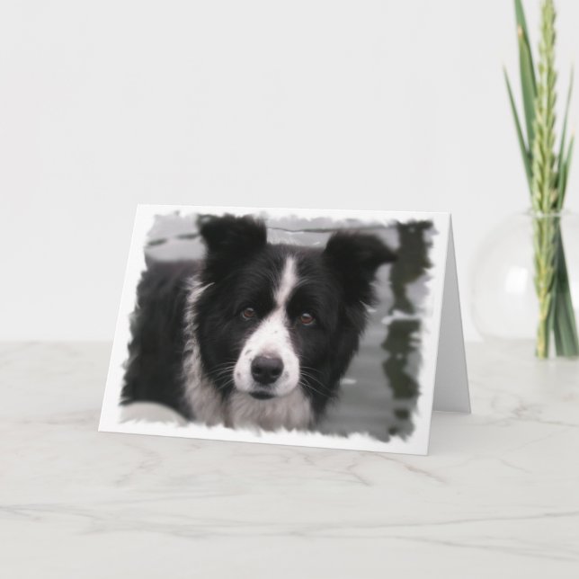 Cartão de Saudação de Borda Collie (Frente)