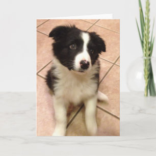 Cartão de Saudação de Borda Collie Puppy