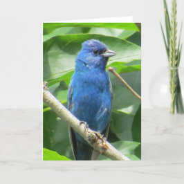 Cartão de Saudação de Bunting Indigo