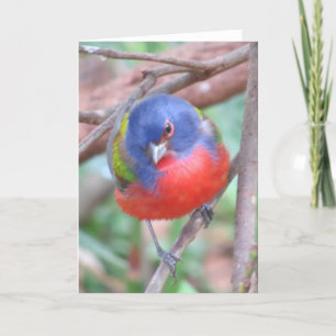 Cartão de Saudação de Bunting Pintado