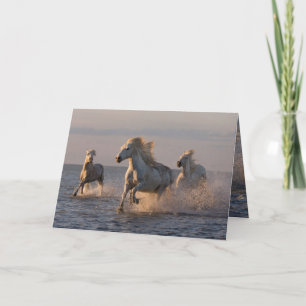Cartão de Saudação de Cavalo - Corrida Sunset d