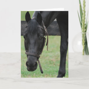 Cartão de Saudação de Cavalo Negro