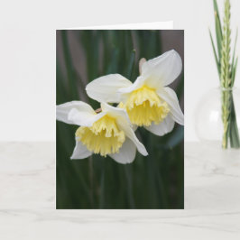 Cartão de Saudação de Daffodils Branco e Amarelo
