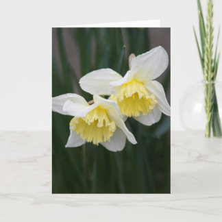 Cartão de Saudação de Daffodils Branco e Amarelo