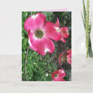 Cartão de Saudação de Dogwood Rosa