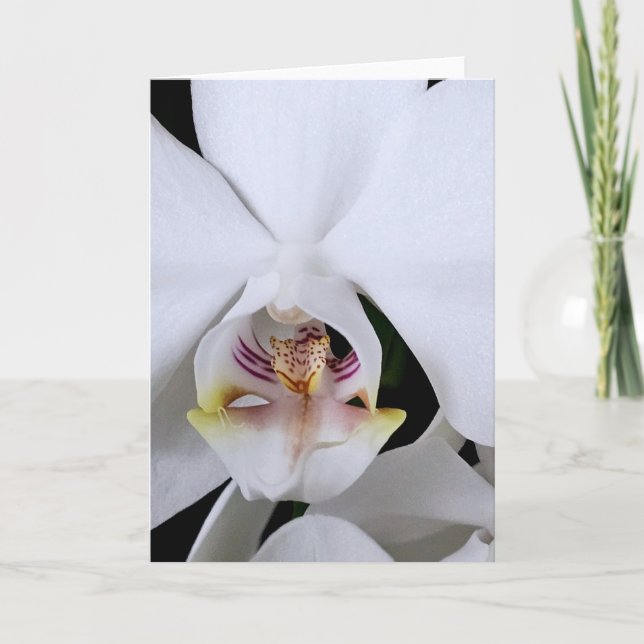Cartão de saudação de flor de orquídea branca (Frente)
