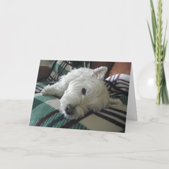 Cartão de Saudação de Foto do Sofa Westie (Frente)