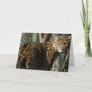 Cartão de Saudação de Foto Jaguar