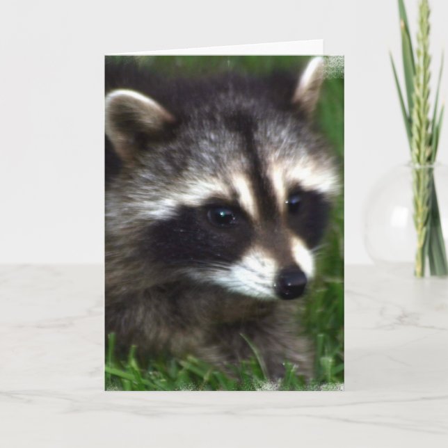 Cartão de Saudação de Foto Raccoon (Frente)