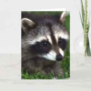 Cartão de Saudação de Foto Raccoon