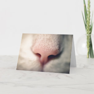 Cartão de Saudação de Gatinho Branco Silky