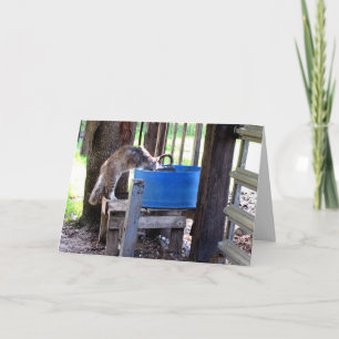 Cartão de Saudação de Gato de fazenda