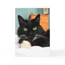 Cartão de Saudação de Gato Preto