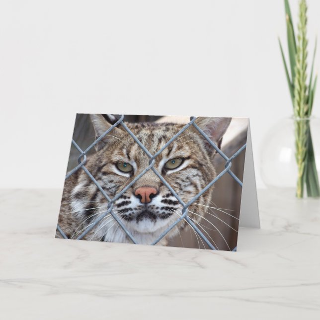 Cartão de Saudação de Gato Selvagem Bobcat Lynx (Frente)