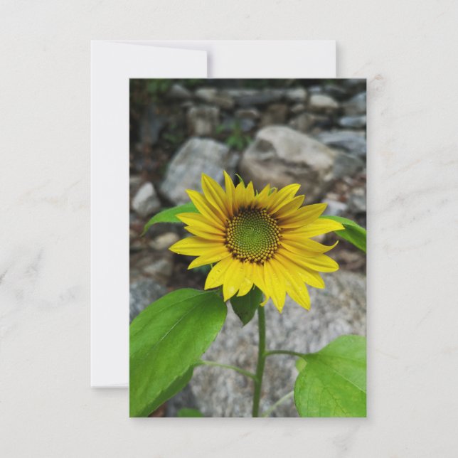 cartão de saudação de girassol (Frente)