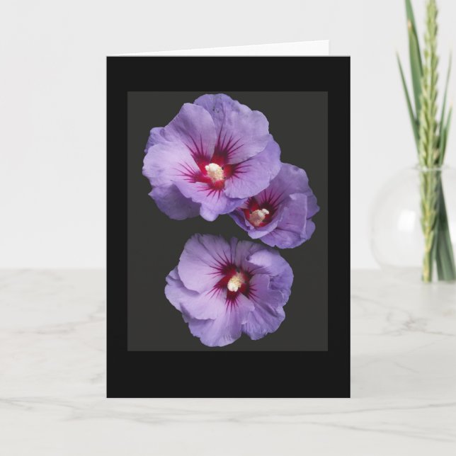 Cartão de saudação de Hibiscus Azul (Frente)