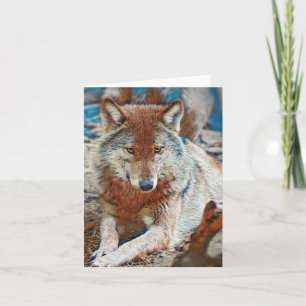 Cartão de saudação de lobo