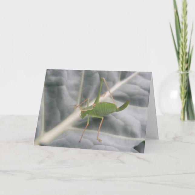 Cartão de Saudação de Macro de Críquete Verde (Frente)